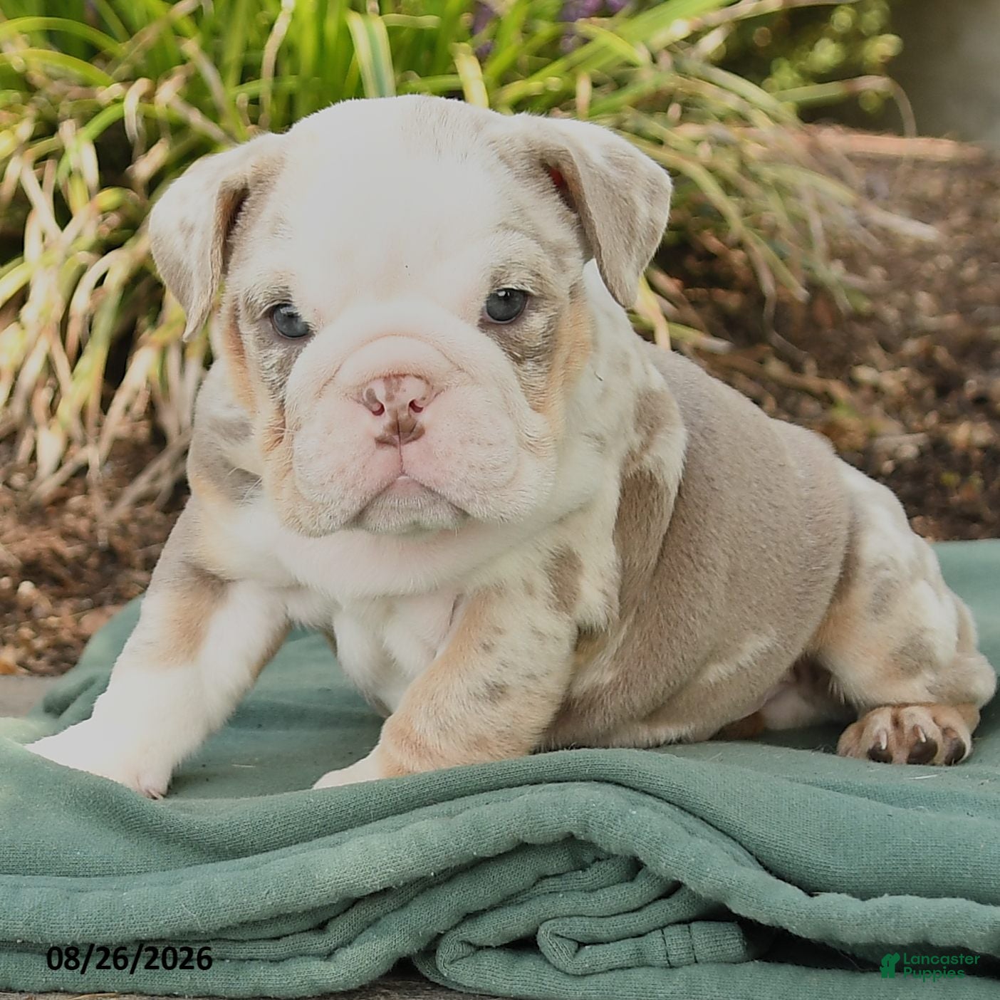 English Bulldog dogs Solomon - Ad 2