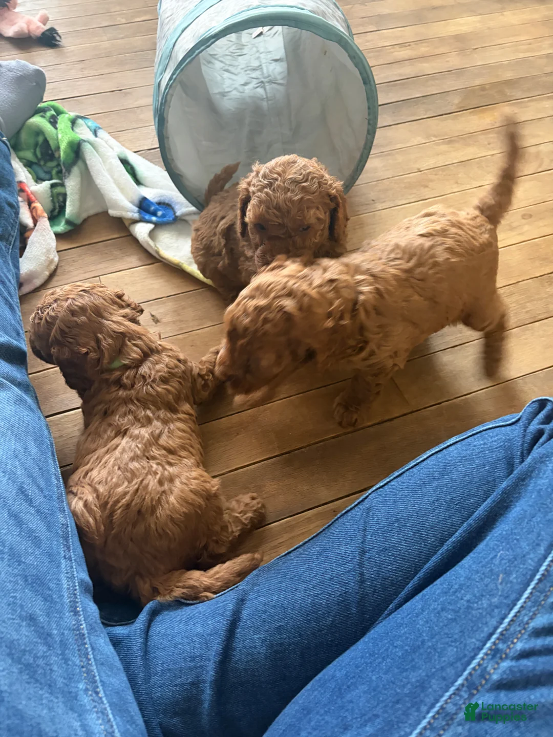 Mini Goldendoodle dogs for sale: Mini Goldendoodle Puppy 1 - Ad 1