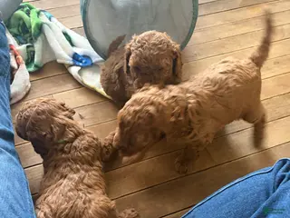 Mini Goldendoodle dogs Mini Goldendoodle Puppy 1 - Ad 39