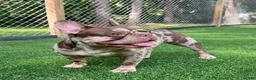 French Bulldog dogs for sale: Finley - Ad 7
