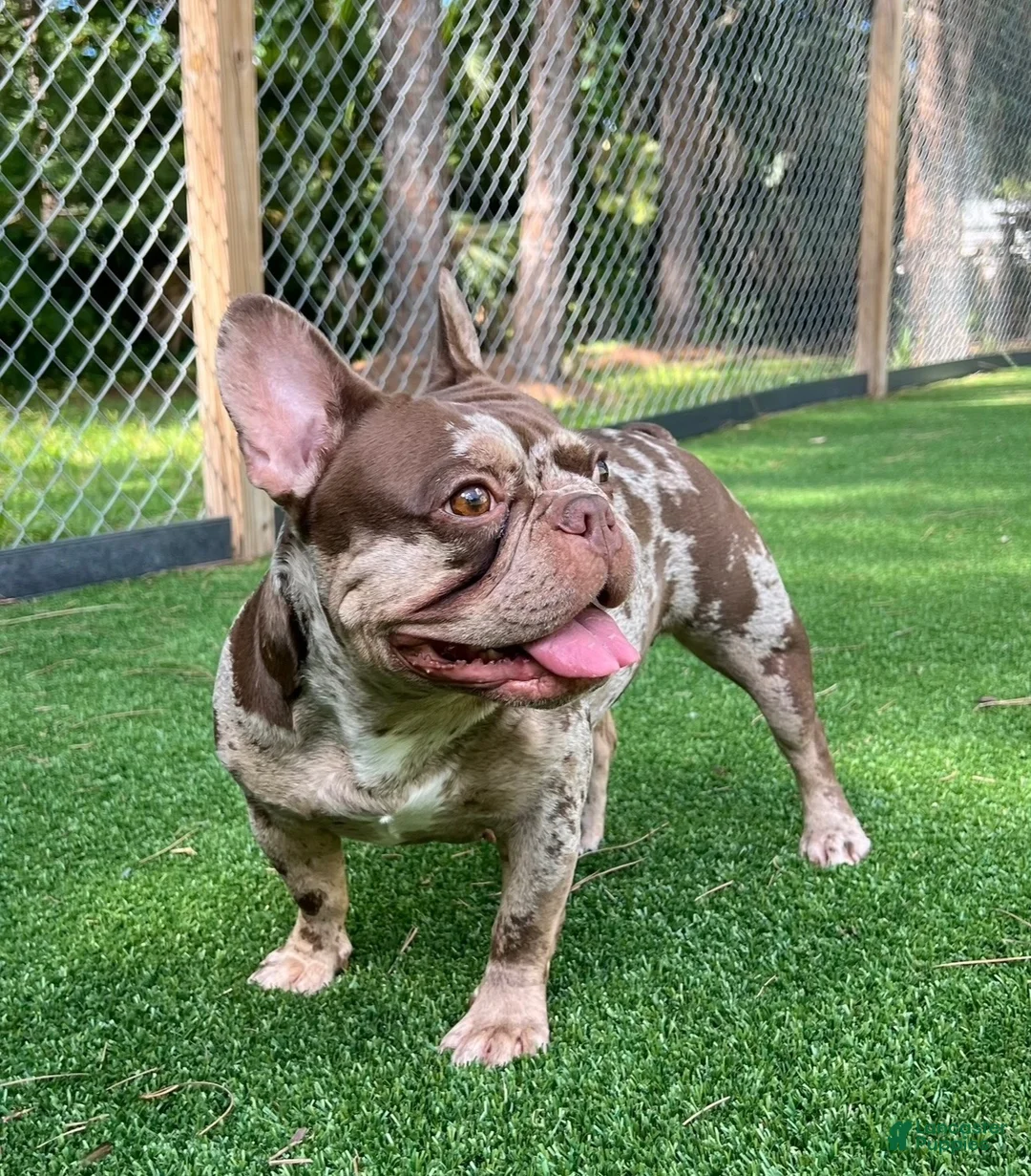 French Bulldog dogs for sale: Finley - Ad 7