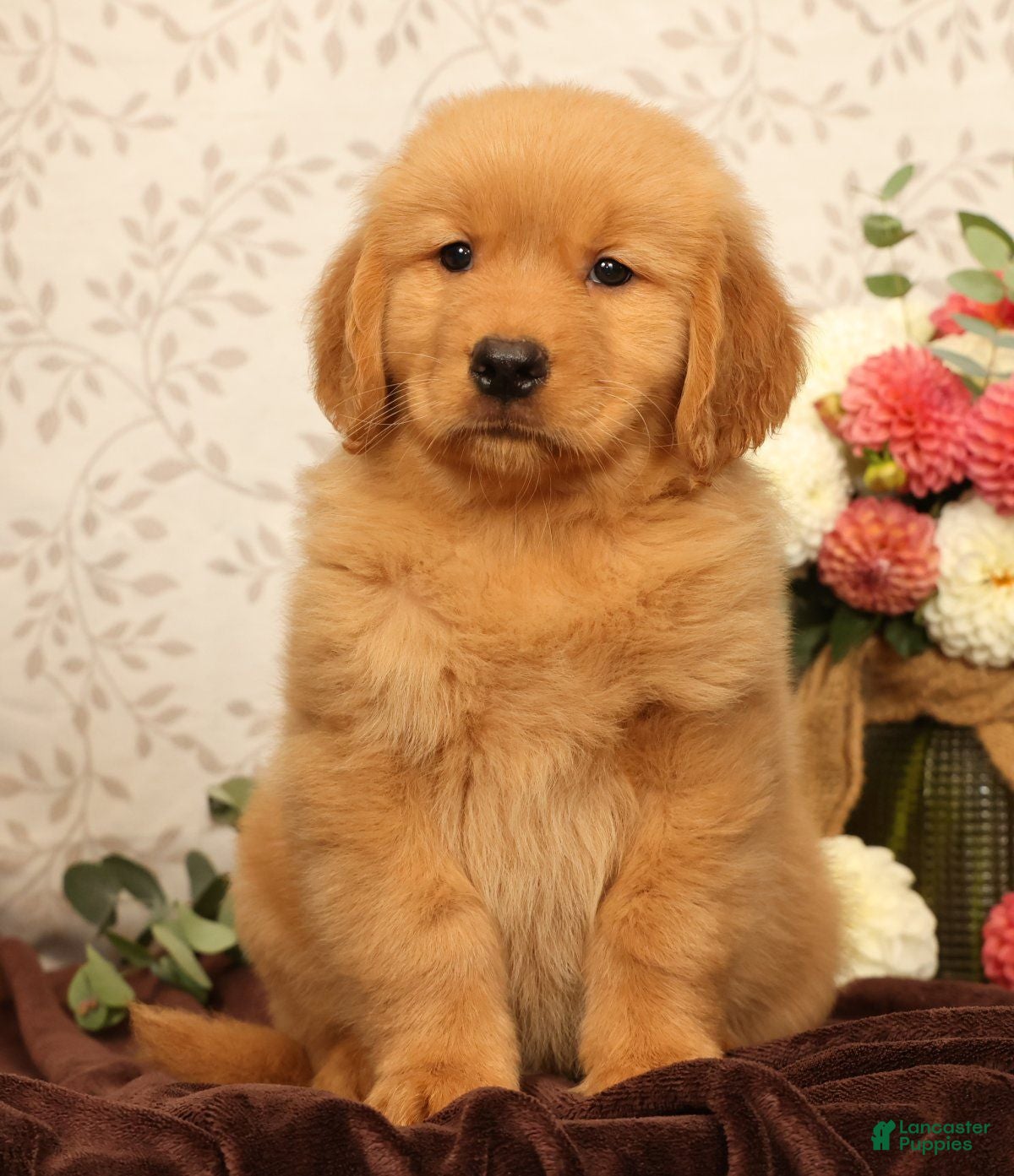 Golden Retriever dogs Harmony - Ad 2