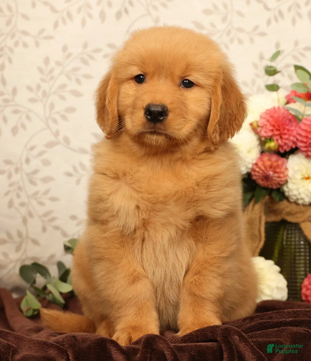 Golden Retriever dogs for sale: Harmony - Ad 2