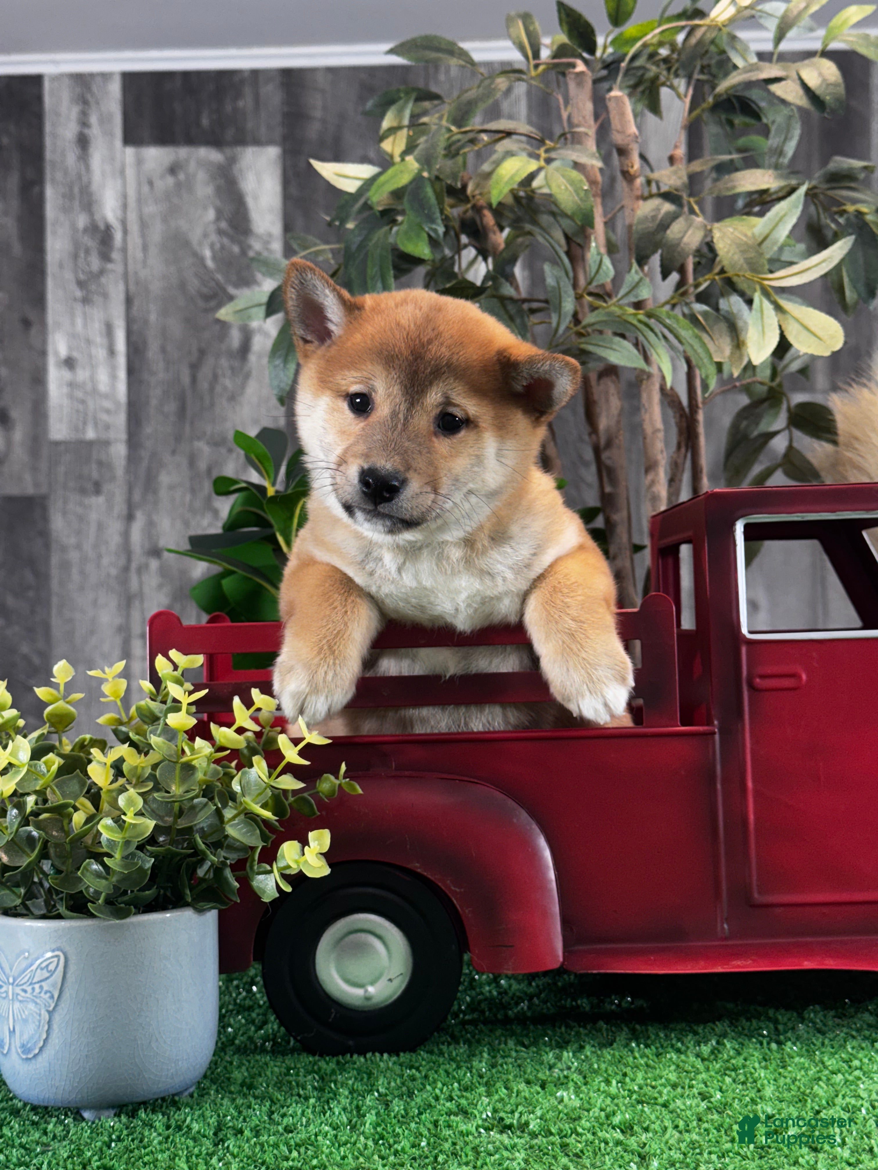 Shiba Inu dogs ILona - Ad 7