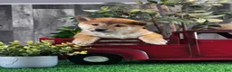 Shiba Inu dogs for sale: ILona - Ad 1