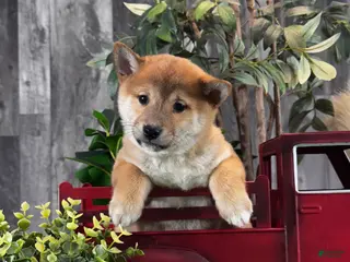 Shiba Inu dogs ILona - Ad 7