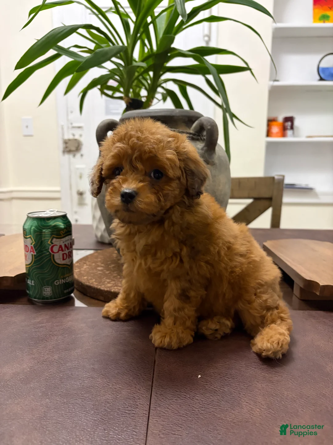 Toy Poodle dogs for sale: Max - Ad 1