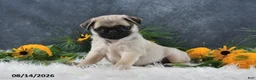 Pug dogs for sale: Logan - Ad 4