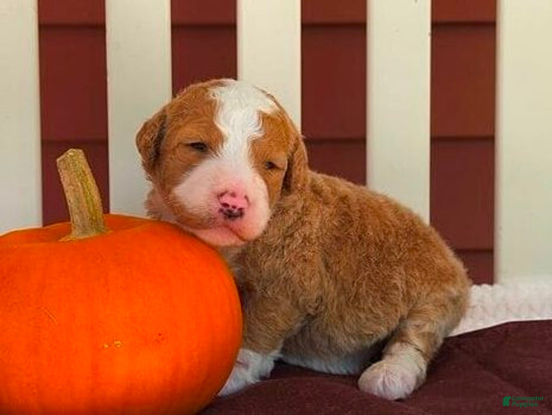 Bernedoodle dogs for sale: Clover - Ad 3