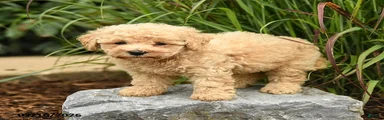 Toby