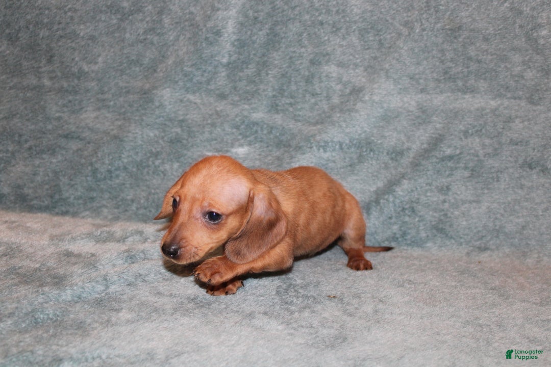 Miniature Dachshund dogs for sale: HAZEL MINI  - Ad 4