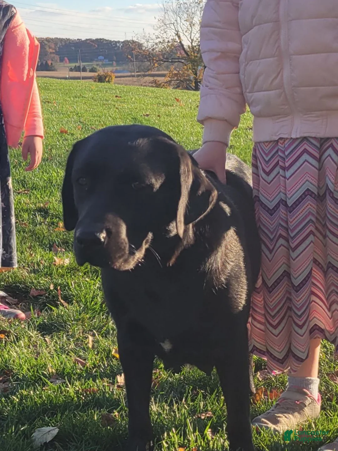 Labrador Retriever dogs for sale: Buster  - Ad 4