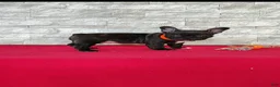 Frenchton dogs for sale: Brady - Ad 6