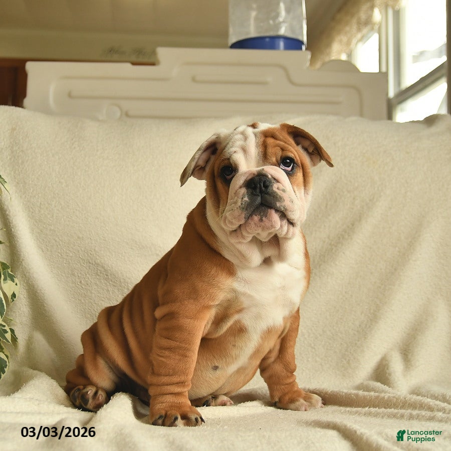 English Bulldog dogs Beatrice - Ad 1