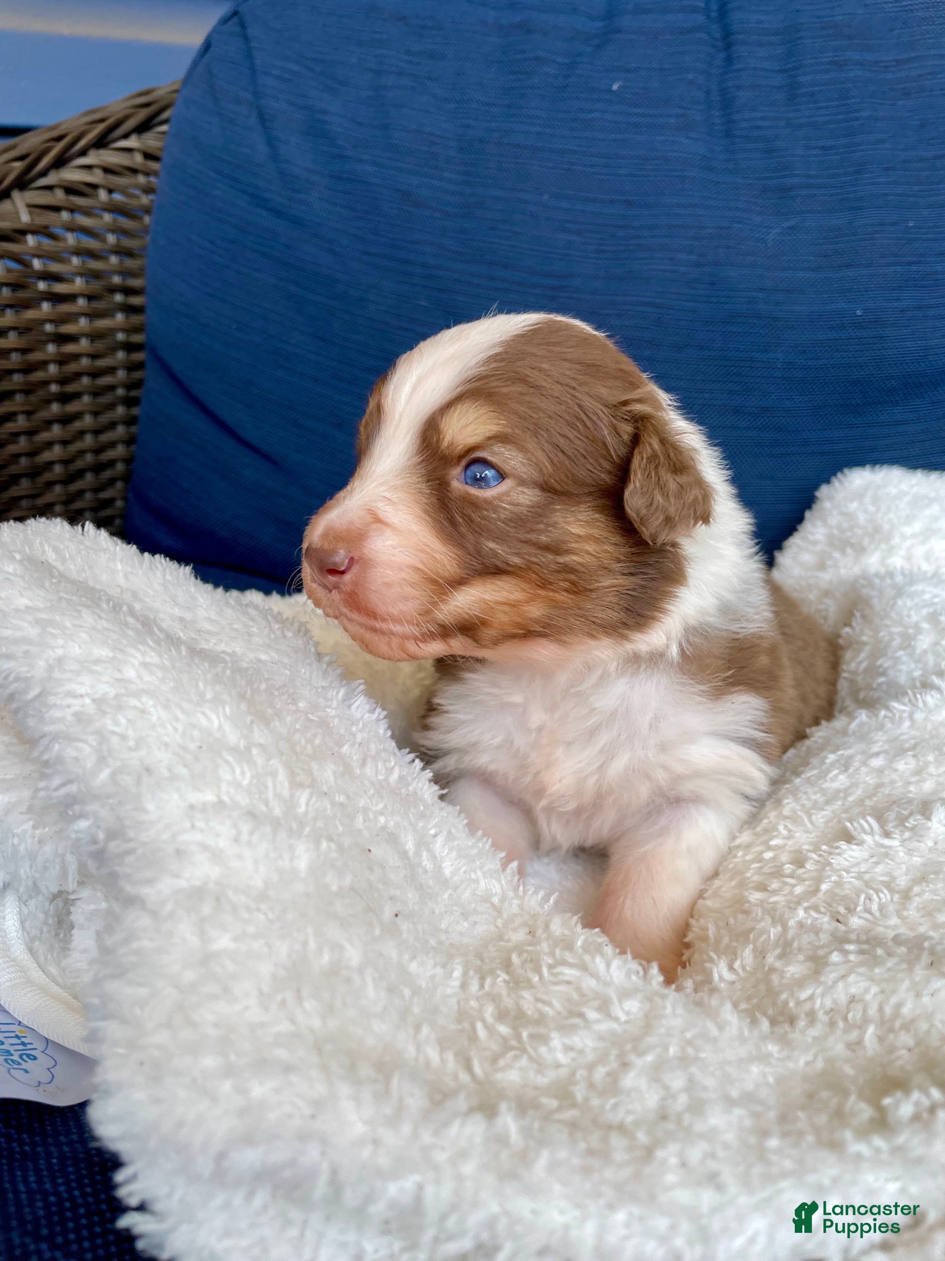 Australian Shepherd dogs Australian Shepherd- Daisy - Ad 2