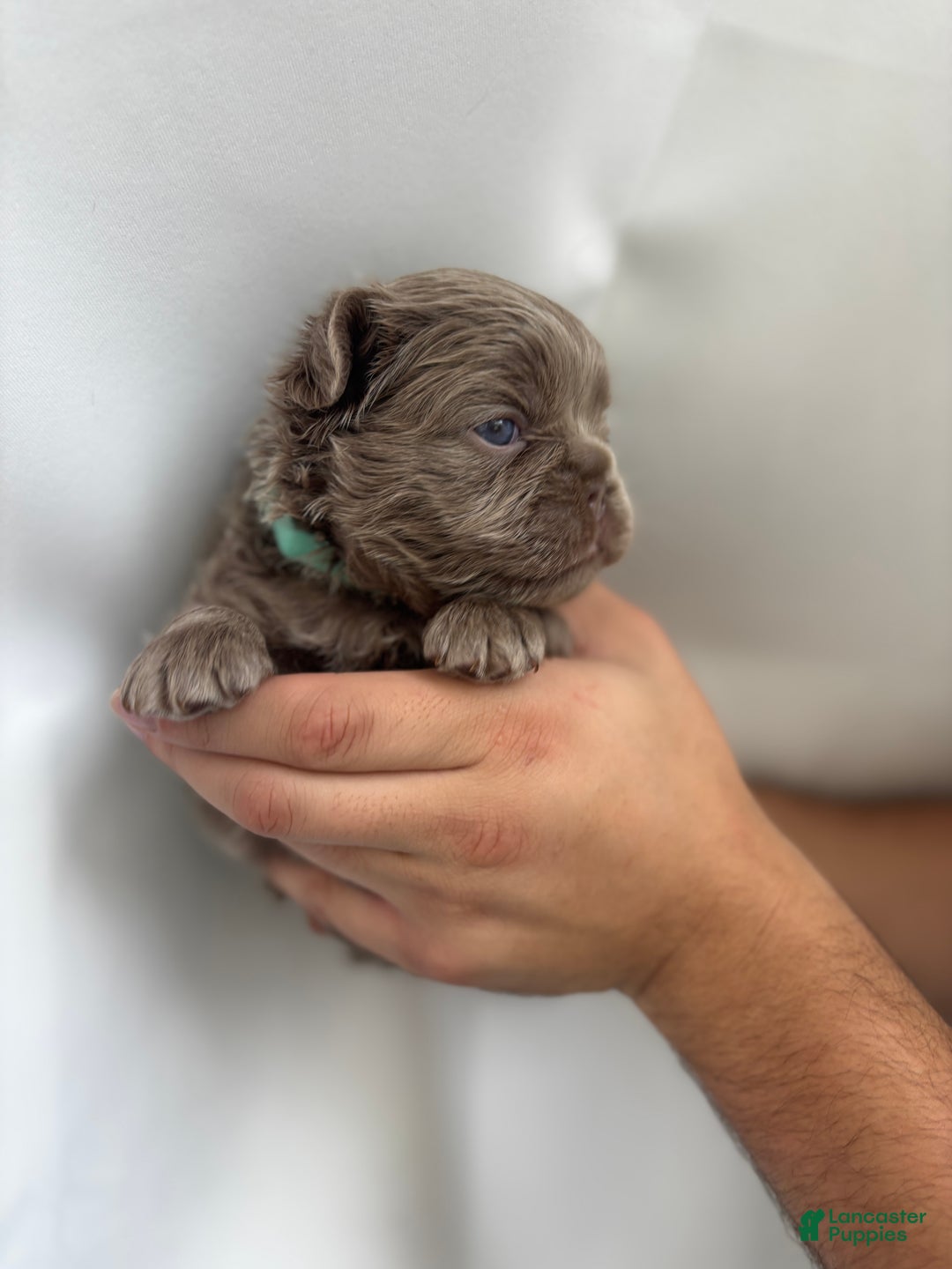 French Bulldog dogs for sale: Ocean - Ad 6