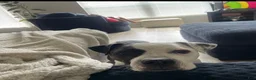 Mixed Breed dogs for sale: Mixed Breed 1 - Ad 2