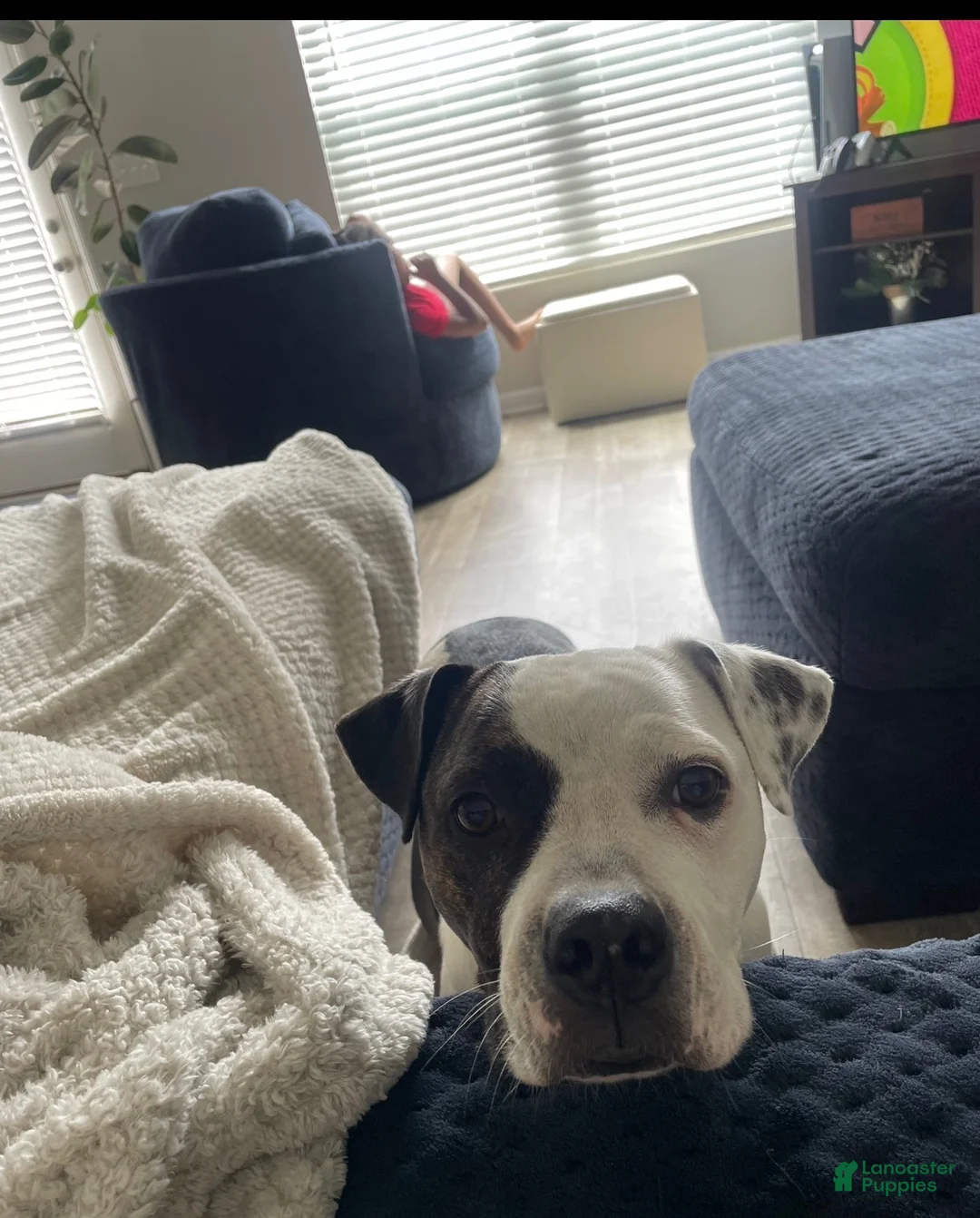 Mixed Breed dogs for sale: Mixed Breed 1 - Ad 2