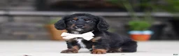 Miniature Dachshund dogs for sale: Jordan - Ad 7