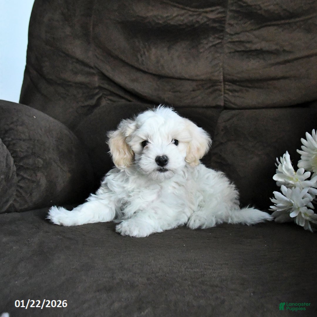 Maltipoo dogs for sale: Milo - Ad 2