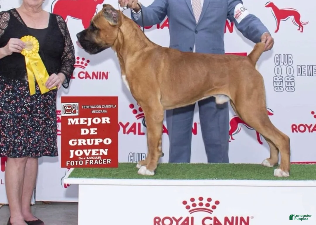 Cane Corso dogs for sale: Everest - Ad 5