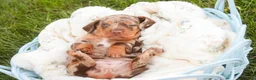 Miniature Dachshund dogs for sale: Cassidy Miniature Dachshund  - Ad 8