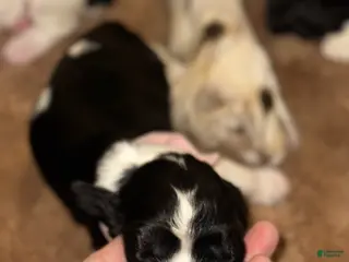 English Springer Spaniel dogs English Springer Spaniel Girl 2 - Ad 2