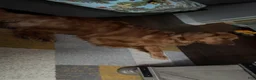 Golden Retriever dogs for stud: Honey - Ad 5