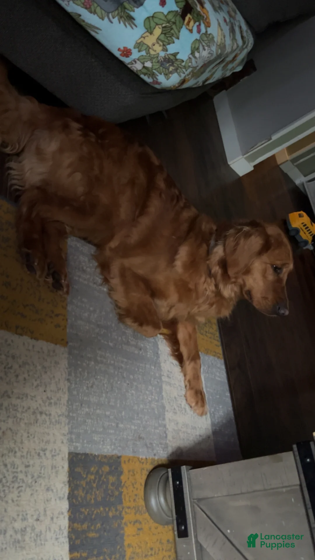 Golden Retriever dogs for stud: Honey - Ad 5