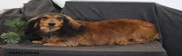 Miniature Dachshund dogs for sale: Dayzee - Ad 1