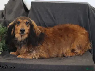 Miniature Dachshund dogs Dayzee - Ad 15