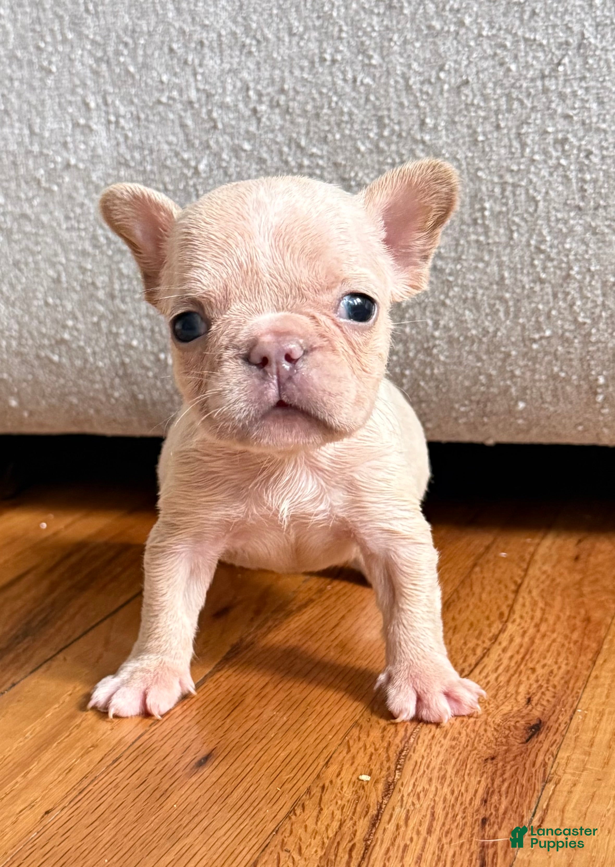 French Bulldog dogs Tiny - Ad 1