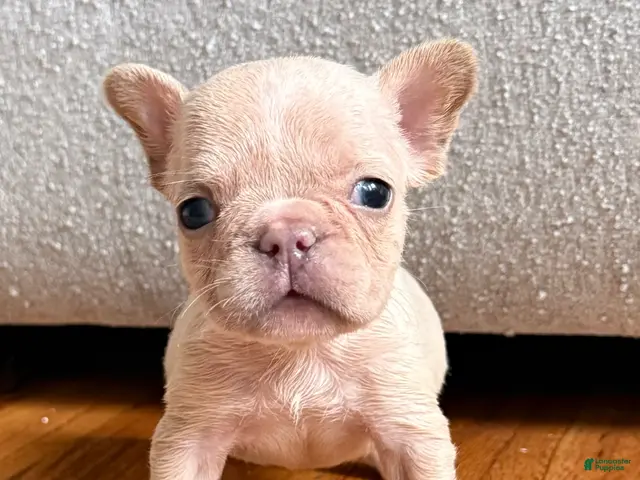French Bulldog dogs for sale: Tiny - Ad 1