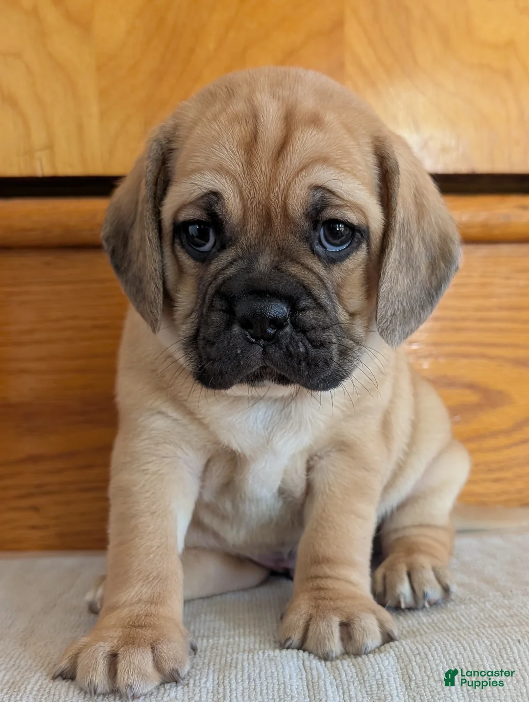Puggle dogs for sale: Chuck  - Ad 1