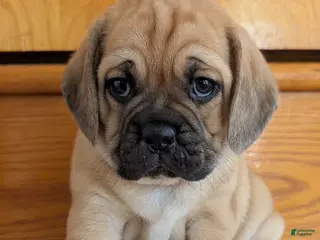 Puggle dogs Chuck - Ad 9