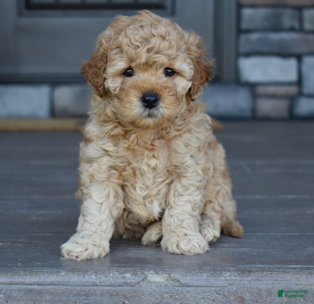 Mini Goldendoodle dogs Reed - Ad 2