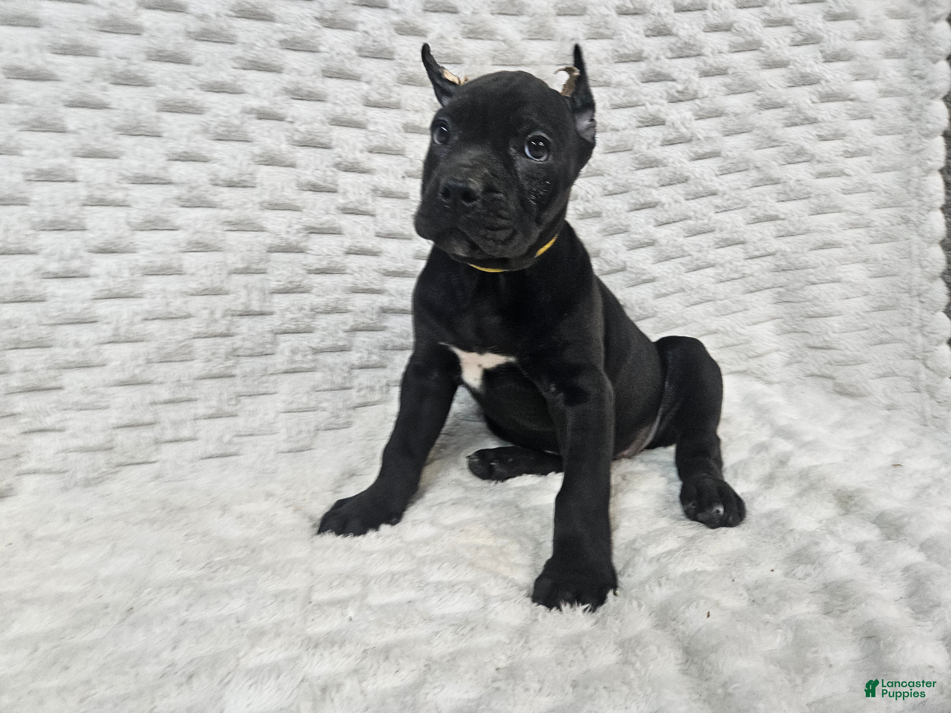 Cane Corso dogs Cane Corso Puppy 1 - Ad 2