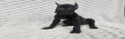 Cane Corso dogs for sale: Cane Corso Puppy 1 - Ad 2