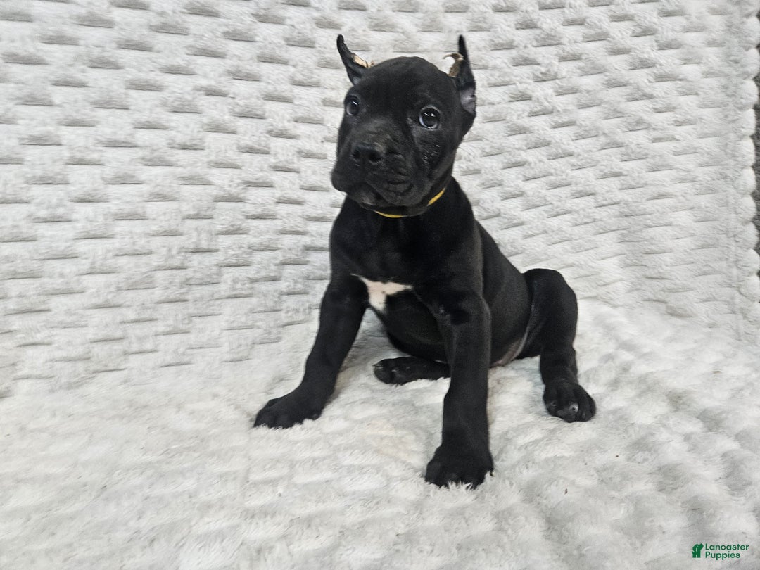 Cane Corso dogs for sale: Cane Corso Puppy 1 - Ad 2