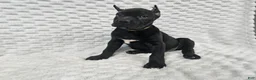 Cane Corso dogs for sale: Cane Corso Puppy 1 - Ad 2