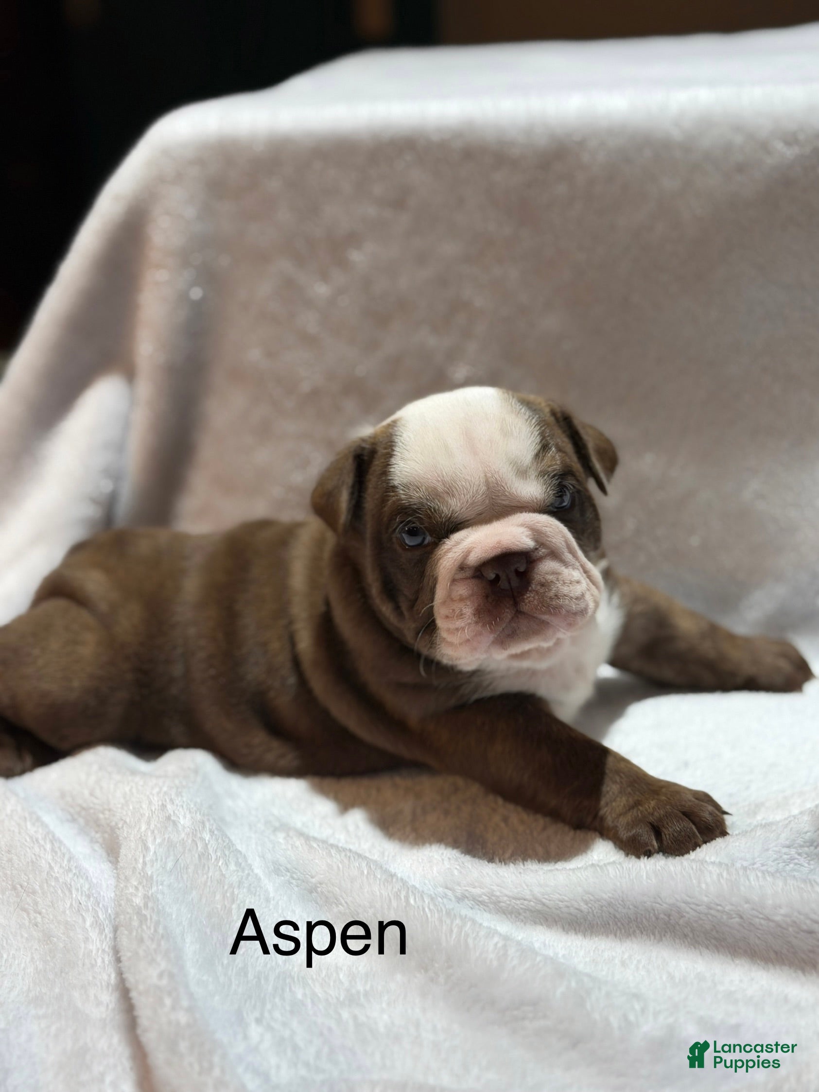English Bulldog dogs English Bulldog Puppy 1 - Ad 1