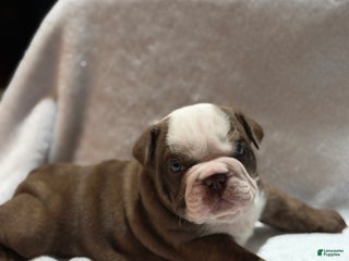 English Bulldog dogs English Bulldog Puppy 1 - Ad 1