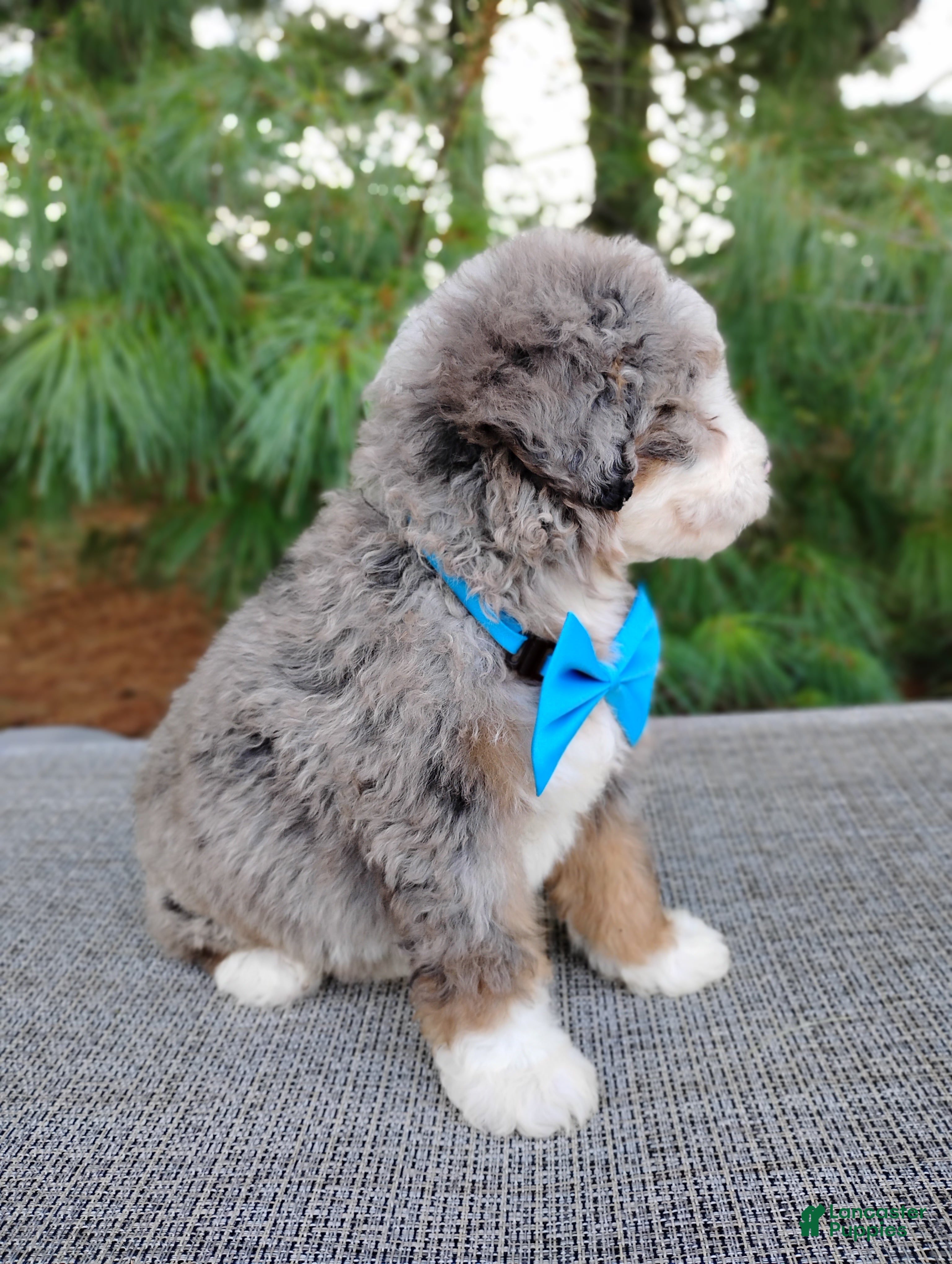 Bernedoodle dogs Graham - Ad 2