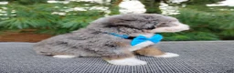 Bernedoodle dogs for sale: Graham - Ad 2