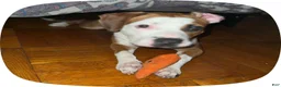 Mixed Breed dogs for sale: Mixed Breed 1 - Ad 23