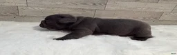 French Bulldog dogs for sale: Tobey - Ad 11