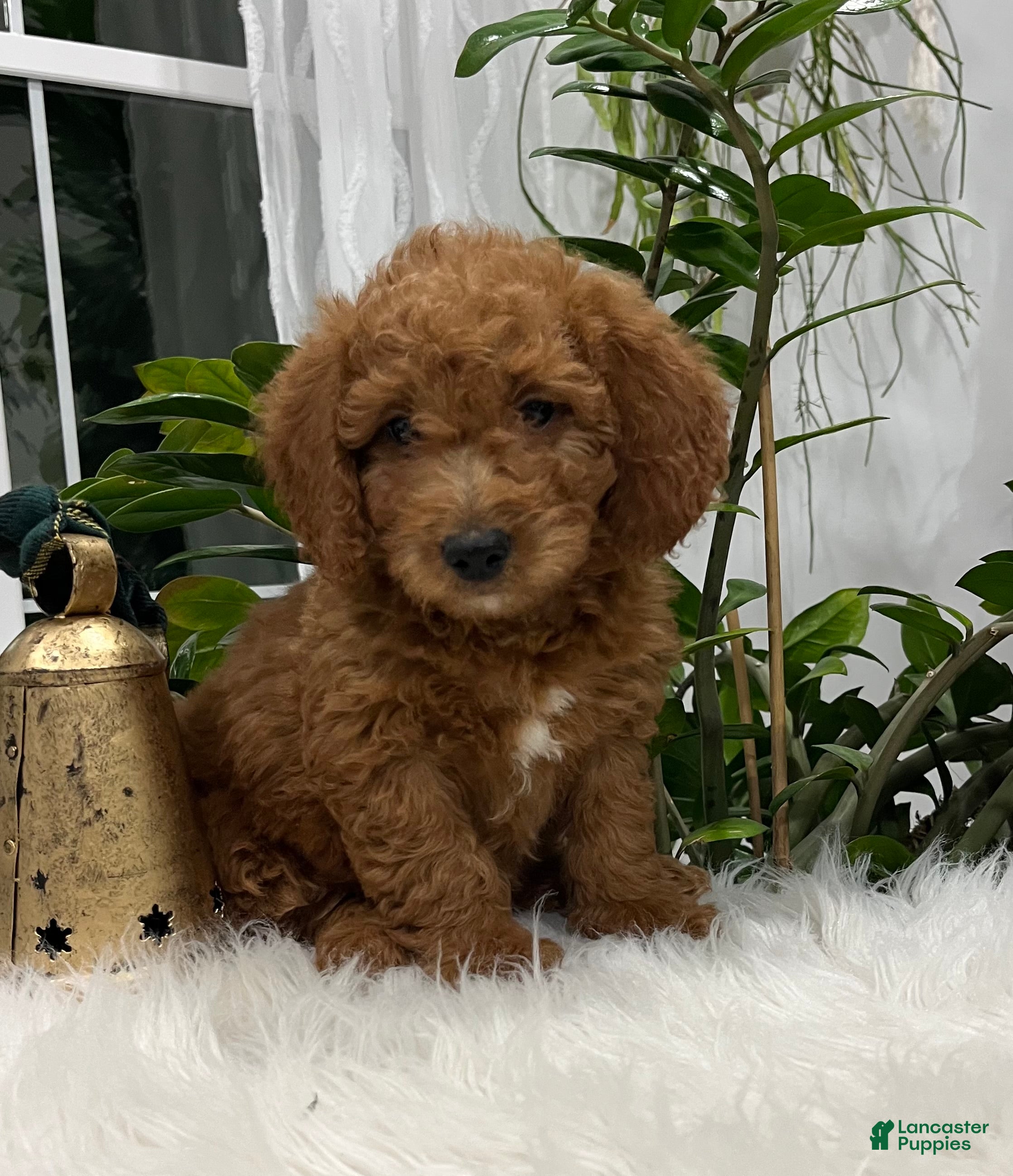 Goldendoodle dogs Jackson - Ad 17