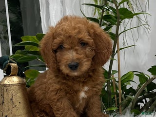 Goldendoodle dogs Jackson - Ad 15