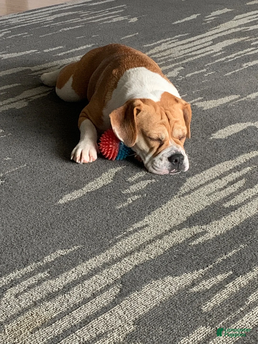 Beabull dogs for sale: Charles  - Ad 5