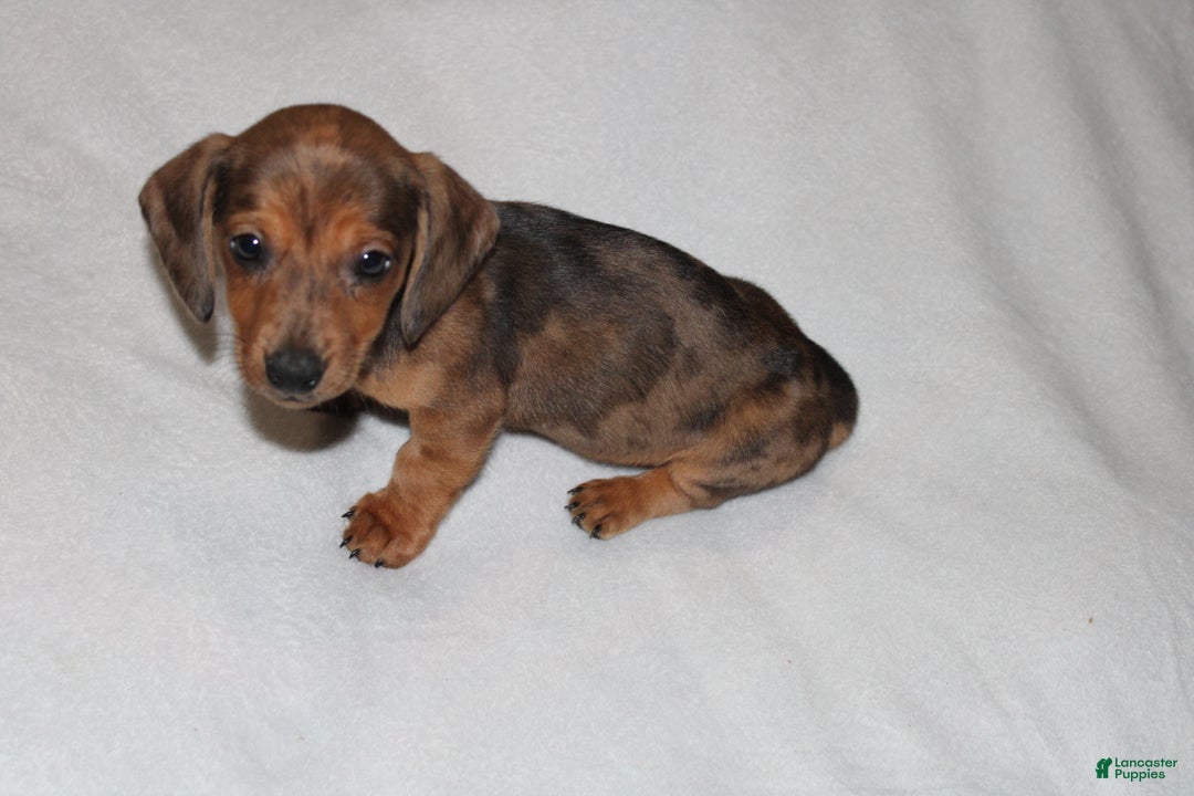 Miniature Dachshund dogs for sale: Frank Mini  - Ad 15